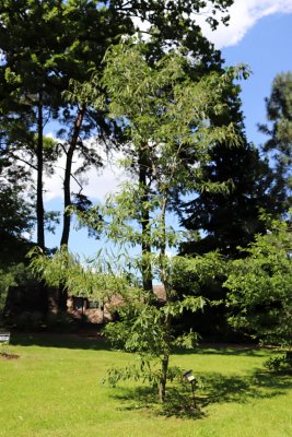 Quercus petraea 'Laciniata' - dub zimní - celek